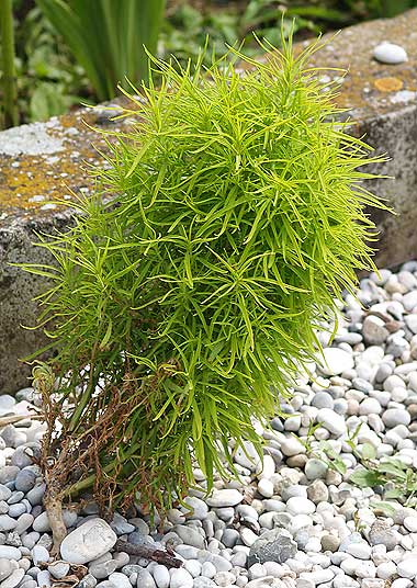 la pianta delle scope - Bassia scoparia (=Kochia scoparia)